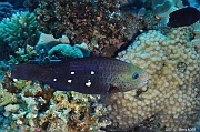 Chlorurus sordidus perroquet  6 taches IP-Safaga Gamul kebir-6m-20171120-Denis-ADER-DSC_3072_tn